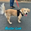 Buster Link