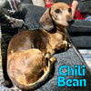 Chili Bean