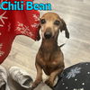 Chili Bean