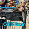 Chili Bean