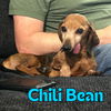 Chili Bean