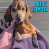 Chili Bean