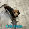 Chili Bean