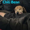 Chili Bean