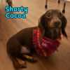 Shorty Cocoa