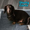 Shorty Cocoa