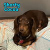 Shorty Cocoa