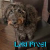 Loki Frost