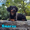 Smores