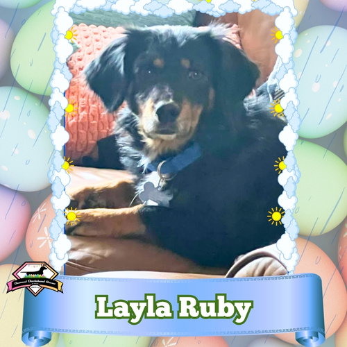 Layla Ruby, an adoptable Dachshund in San Antonio, TX
