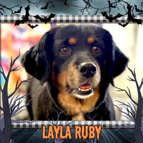 Layla Ruby, a dog for adoption from Diamond Dachshund Rescue of Texas