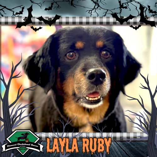 Layla Ruby, Dachshund / Australian Cattle Dog/Blue Heeler / Mixed (medium coat)