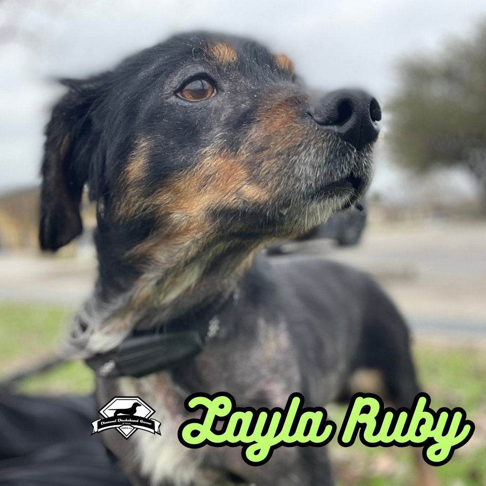 Layla Ruby, photo 11