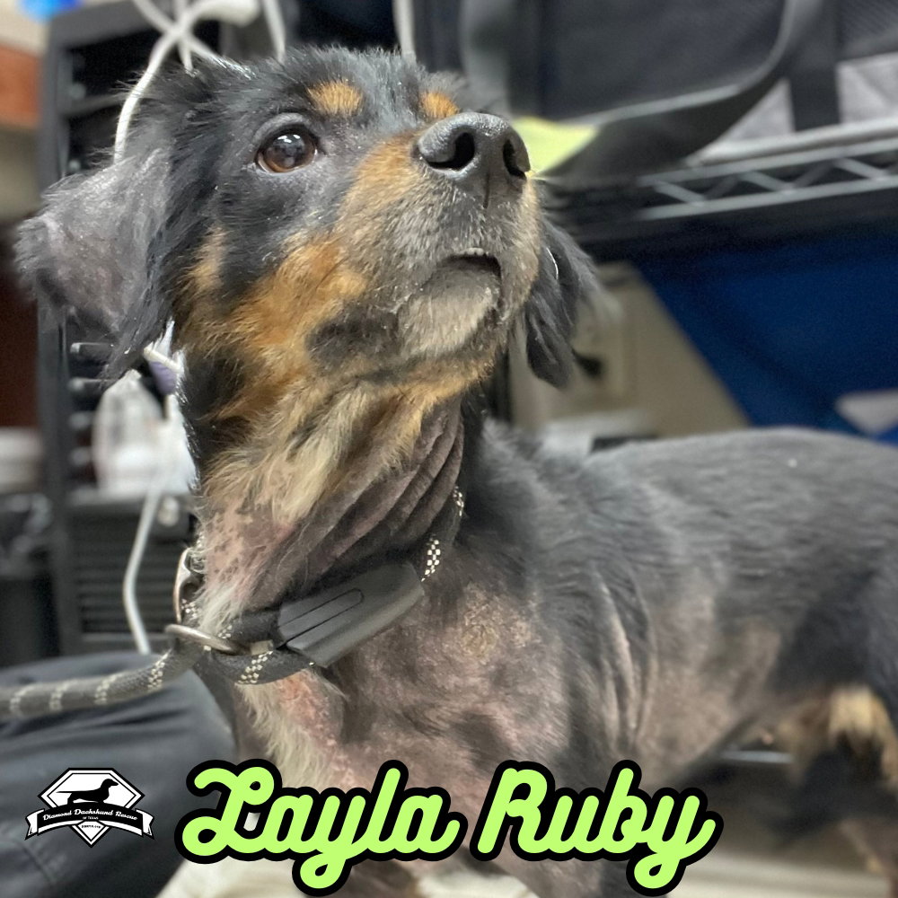Layla Ruby, photo 12