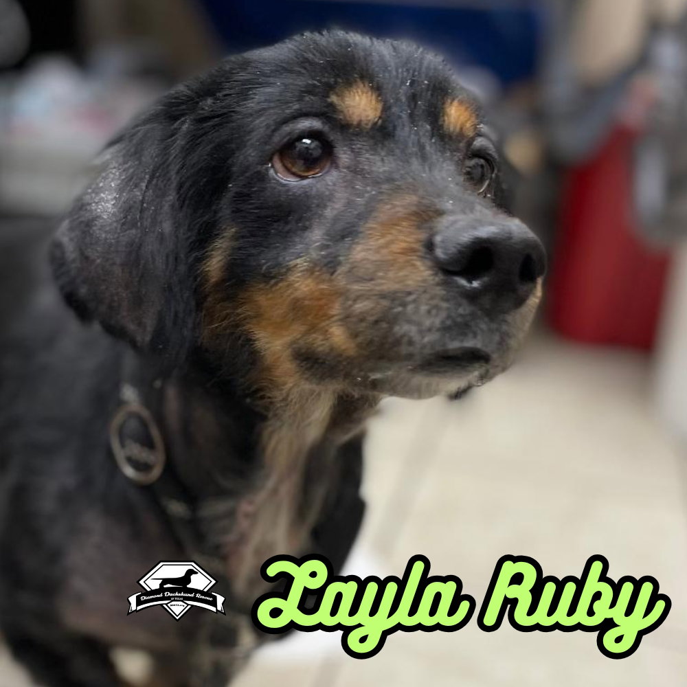 Layla Ruby, photo 13