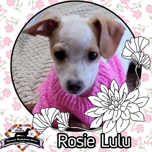 Rosie Lulu