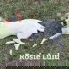 Rosie Lulu