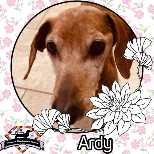 Ardy