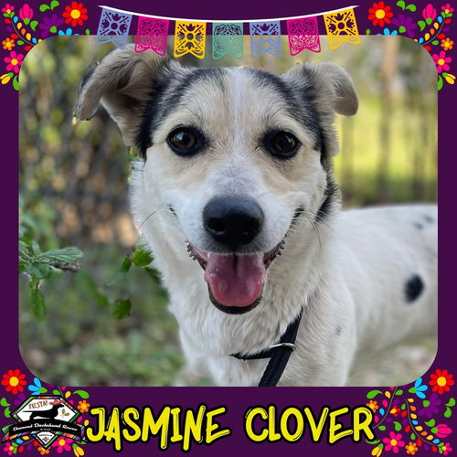 Jasmine Clover