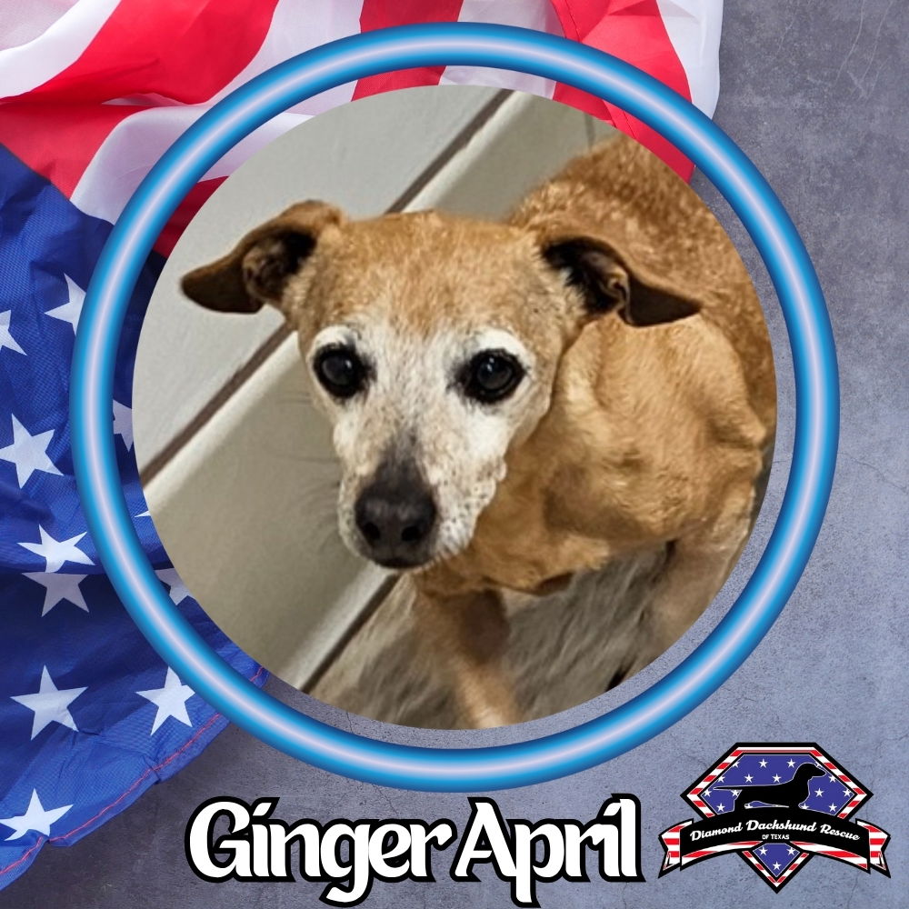 adoptable Dog in San Antonio, TX named Ginger April