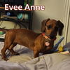 Evee Anne