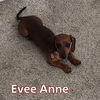 Evee Anne