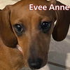 Evee Anne