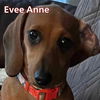 Evee Anne
