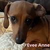Evee Anne