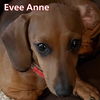 Evee Anne