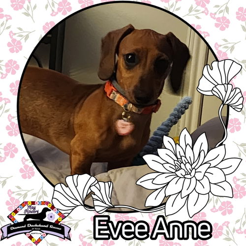 Evee Anne
