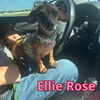 Ellie Rose