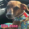 Ellie Rose