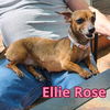 Ellie Rose