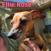 Ellie Rose