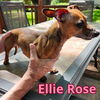 Ellie Rose