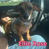 Ellie Rose
