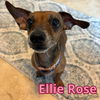 Ellie Rose