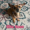 Ellie Rose