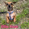 Ellie Rose