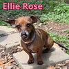 Ellie Rose