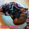 Ellie Rose