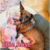 Ellie Rose