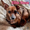 Ellie Rose