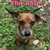 Ellie Rose