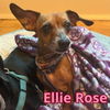 Ellie Rose