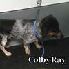 Colby Ray