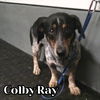 Colby Ray