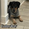 Colby Ray