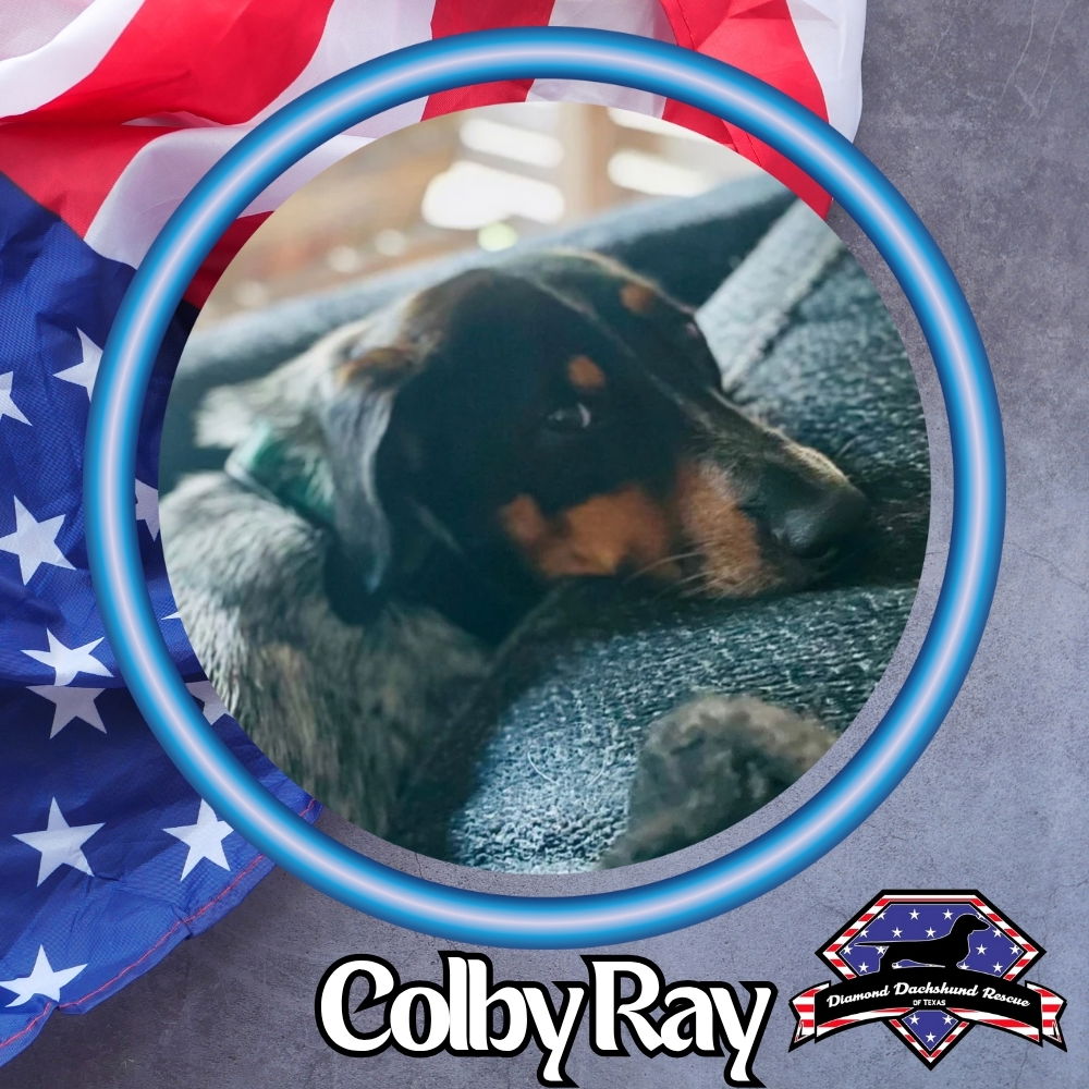 adoptable Dog in San Antonio, TX named Colby Ray